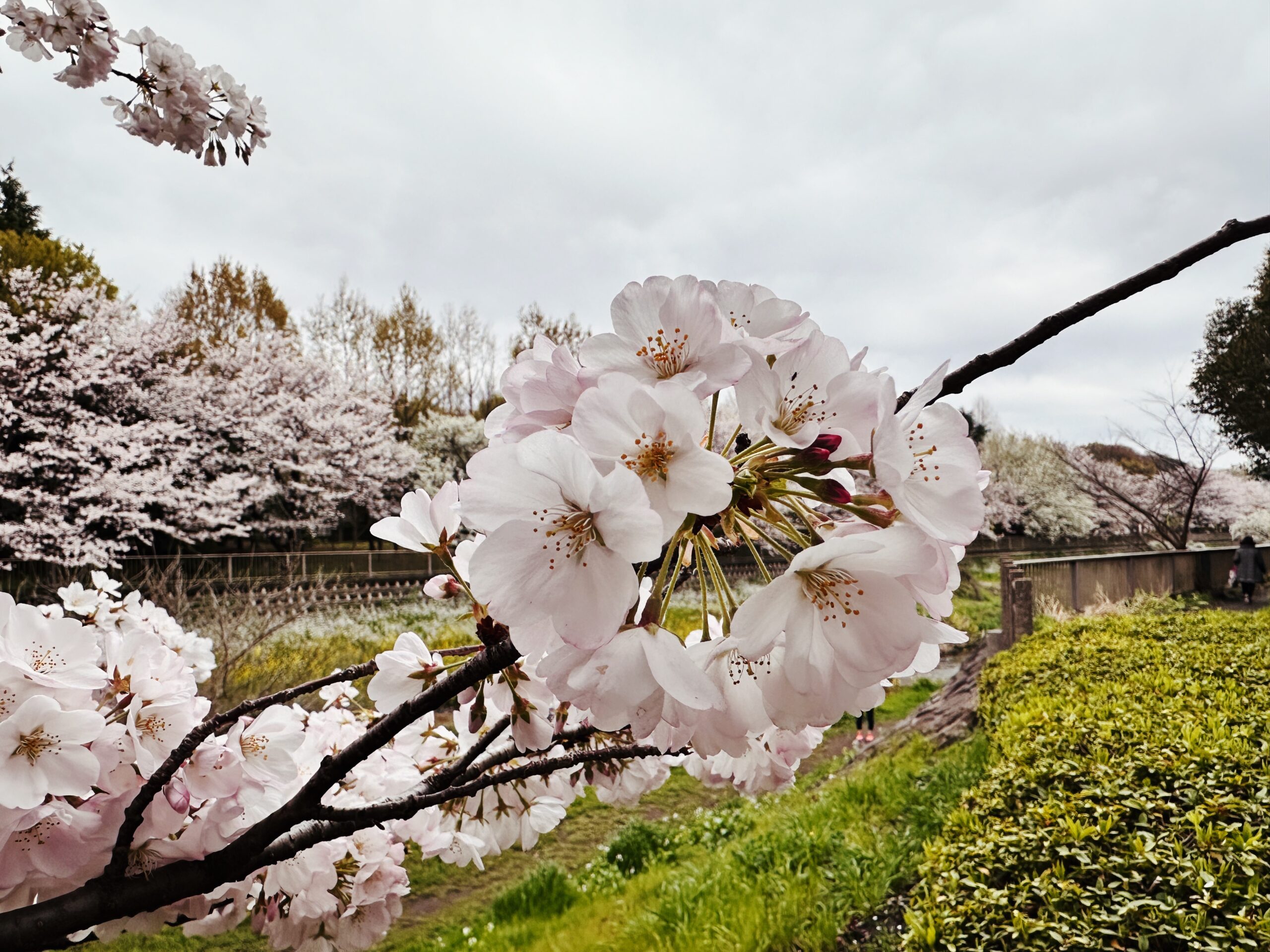 Kitami Friendship Square, Sakura, Tokyo